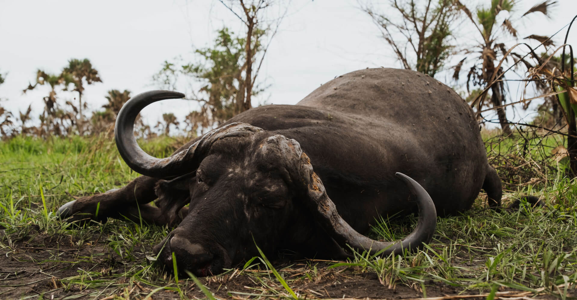 Buffalo Hunting in Mozambique