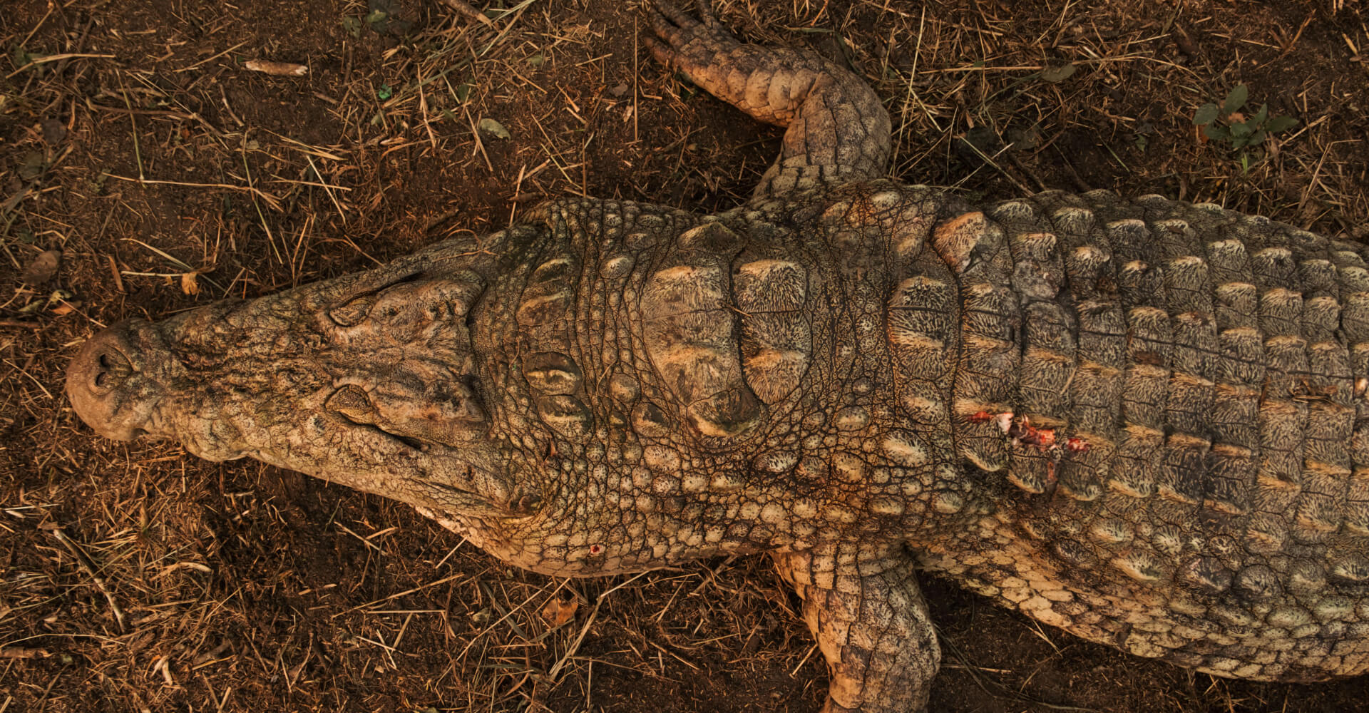 Crocodile Hunting in Mozambique