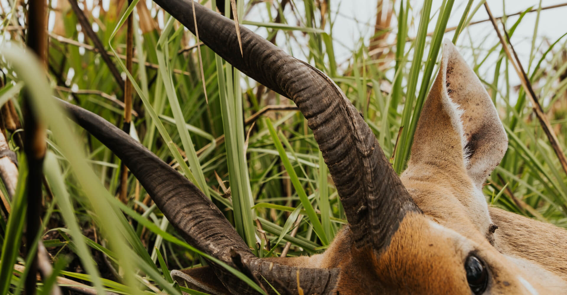 Chobe Bushbuck Hunting in Mozambique
