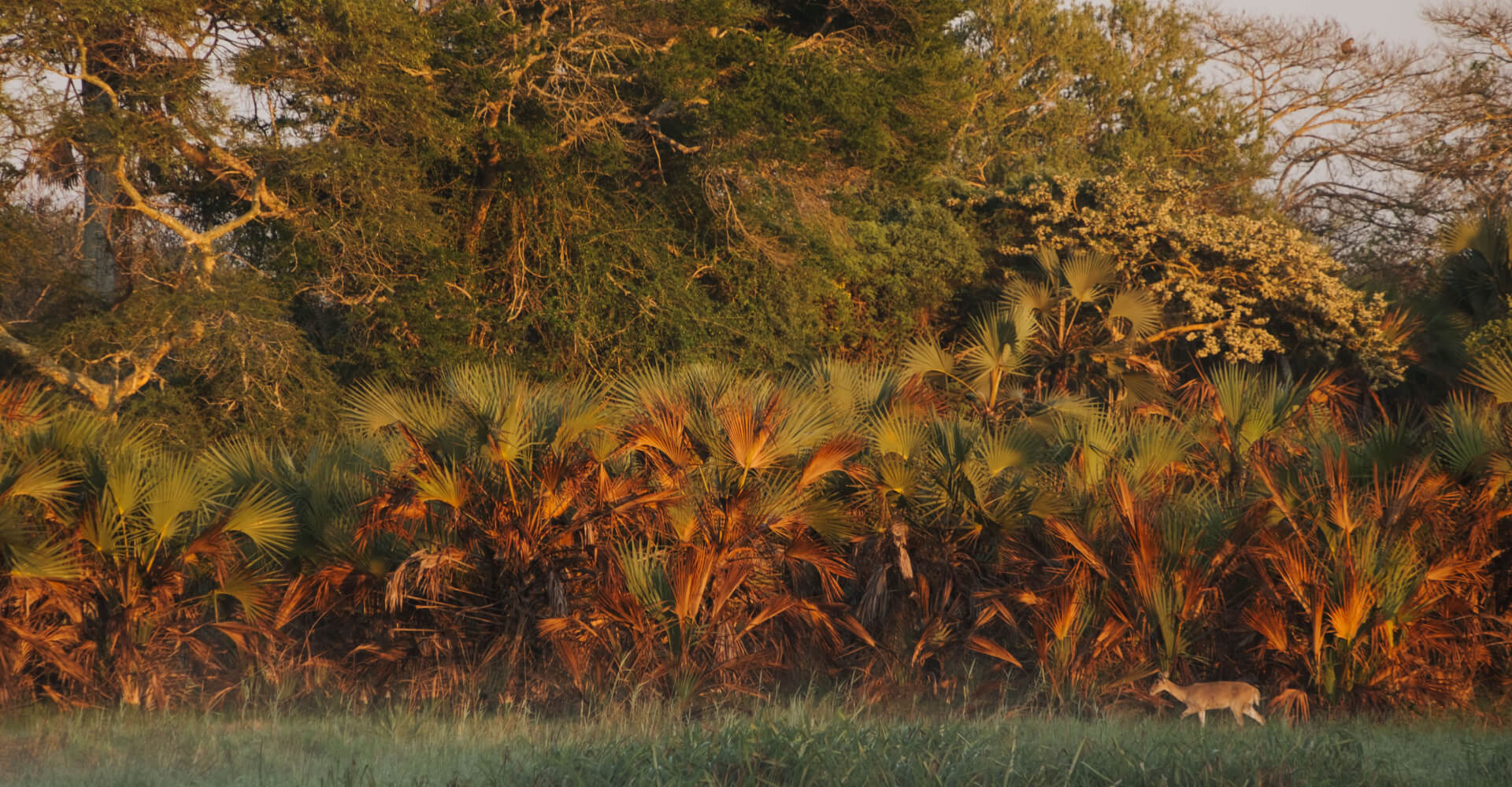 Hunting the Zambezi Delta in Mozambique