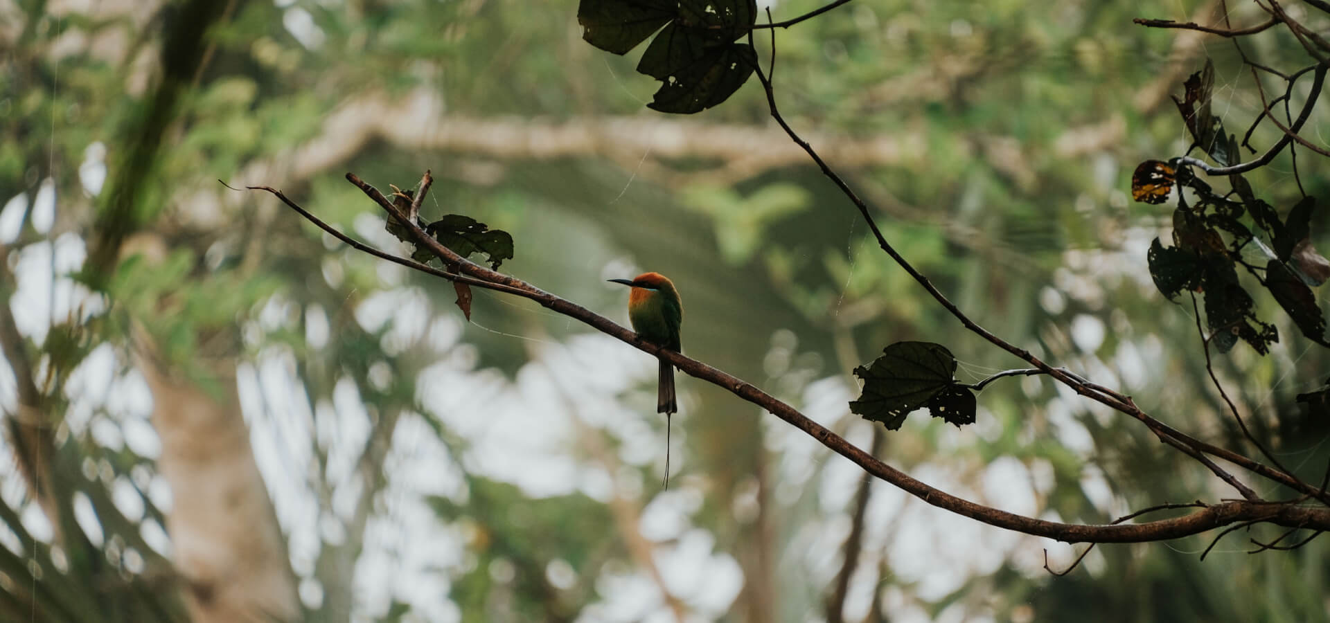 Guided Birding Safaris in Mozambique