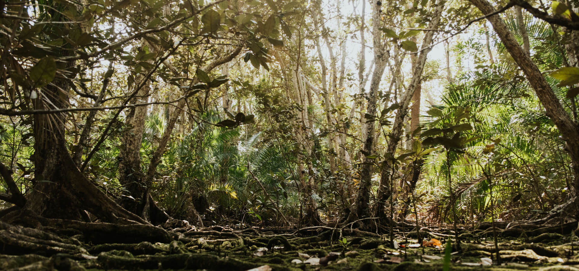 Cape Buffalo Hunting