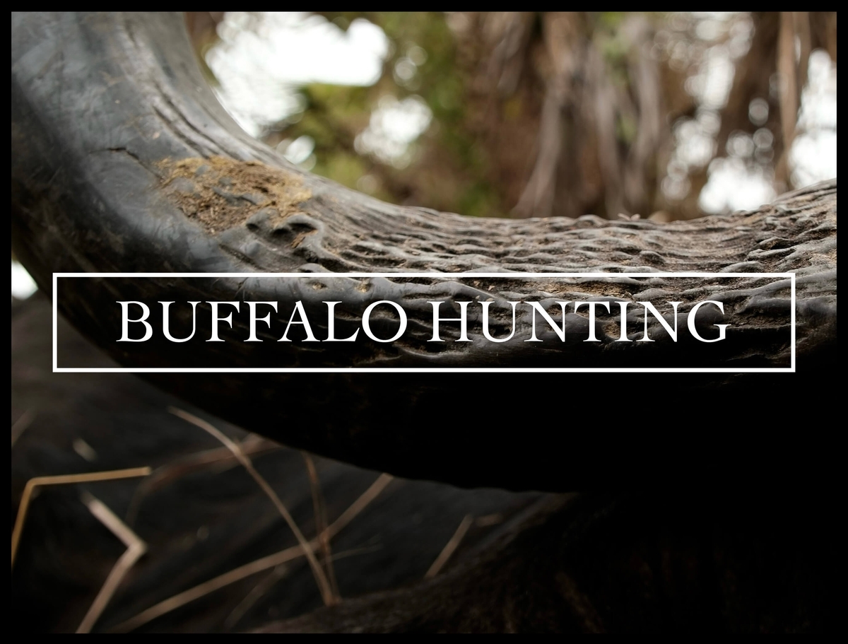 Buffalo Hunting in Mozambique