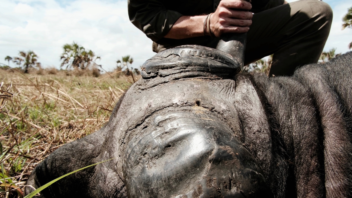 Mozambique Cape Buffalo