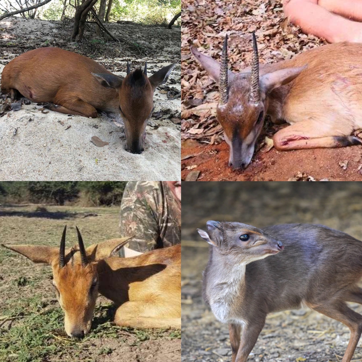 Tiny Ten in Mozambique